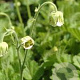 Geum rivale 'Album' GM P9 BIO