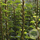 Hedera helix 'Erecta' GM P9 BIO
