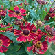 Helenium 'Potter's Wheel' GM P9 BIO