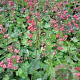 Heuchera sanguinea GM P9 BIO