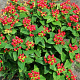 Hypericum inodorum 'Arcadia' GM P9 BIO