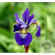 Iris sibirica 'Blue King' GM P9 BIO