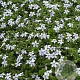 Isotoma fluviatilis GM P9 BIO