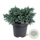 Juniperus squamata 'Blue Star' 25-30 cm 5,0L