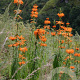 Leonotis leonurus GM P9 BIO