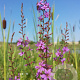 Lythrum virgatum 'Happiness' GM P9 BIO