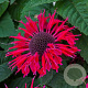 Monarda 'Bee-happy' GM P9 BIO