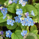 Omphalodes nitida GM P9 BIO