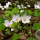 Oxalis acetosella GM P9 BIO