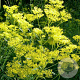 Patrinia monandra GM P9 BIO