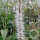 Persicaria amplexicaulis 'Alba' GM P9 BIO