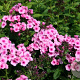 Phlox (P) 'Baby Face' GM P9 BIO