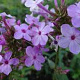 Phlox (P) 'Jeana' GM P9 BIO