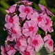 Phlox paniculata 'Argus' GM P9 BIO