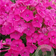 Phlox (P) 'Raving Beauty' GM P9 BIO