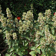 Phlomis samia GM P9 BIO