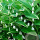 Polygonatum odoratum pluriflorum GM P9 BIO