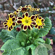Primula 'Gold Lace' GM P9 BIO