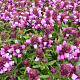 Prunella webbiana GM P9 BIO