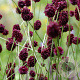 Sanguisorba 'Chocolate Tip' GM P9 BIO