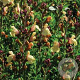 Salvia gr. 'Golden Girl' GM P9 BIO
