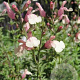 Salvia jamensis 'Sierra San Antonio' GM P9 BIO