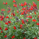 Salvia 'Maraschino' GM P9 BIO