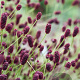 Sanguisorba 'Miss Elly' GM P9 BIO