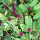 Sanguisorba o. 'Lemon Splash' GM P9 BIO