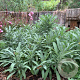 Salvia off. 'Minor' GM P9 BIO