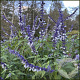 Salvia 'Phyllis Fancy' GM P9 BIO