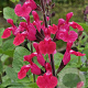 Salvia 'Pink Pong' GM P9 BIO