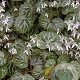 Saxifraga stolonifera GM P9 BIO
