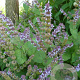 Salvia verticillata 'Hannay's Blue' GM P9 BIO