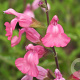 Salvia x jamensis 'La Siesta' GM P9 BIO