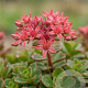Sedum spurium 'Roseum' GM P9 BIO