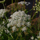 Sium latifolium GM P9 BIO
