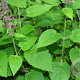 Stachys sylvatica GM P9 BIO