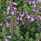Teucrium chamaedrys 'Album' GM P9 BIO