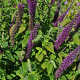 Teucrium hyrcanicum 'Paradise Delight' GM P9 BIO