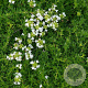 Thymus serpyllum 'Albus' GM P9 BIO