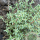 Thymus vulgaris 'Faustini' GM P9 BIO