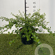 Ceanothus thyrsiflorus repens 25-30 cm 3,0L