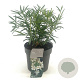 Choisya 'Aztec Pearl' 20-25 cm 2,0L