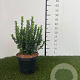 Euonymus jap. 'Green Spire' 25-30 cm 3,0L