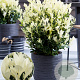 Euonymus jap. "Hymalaya" 25-30 cm 3,0L