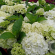 Hydrangea macrophylla 'Snowball' 25-30 cm 2,0L