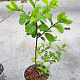 Hydrangea pan. 'Grandiflora' 30-40 cm 2,0L