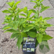Hydrangea pan. Little Spooky 25-30 cm 2,0L