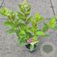 Hydrangea pan. Pinky Winky 30-40 cm 2,0L